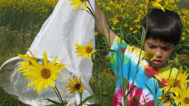 A young boy in a tye dye shirt playing in yellow wildlifowers