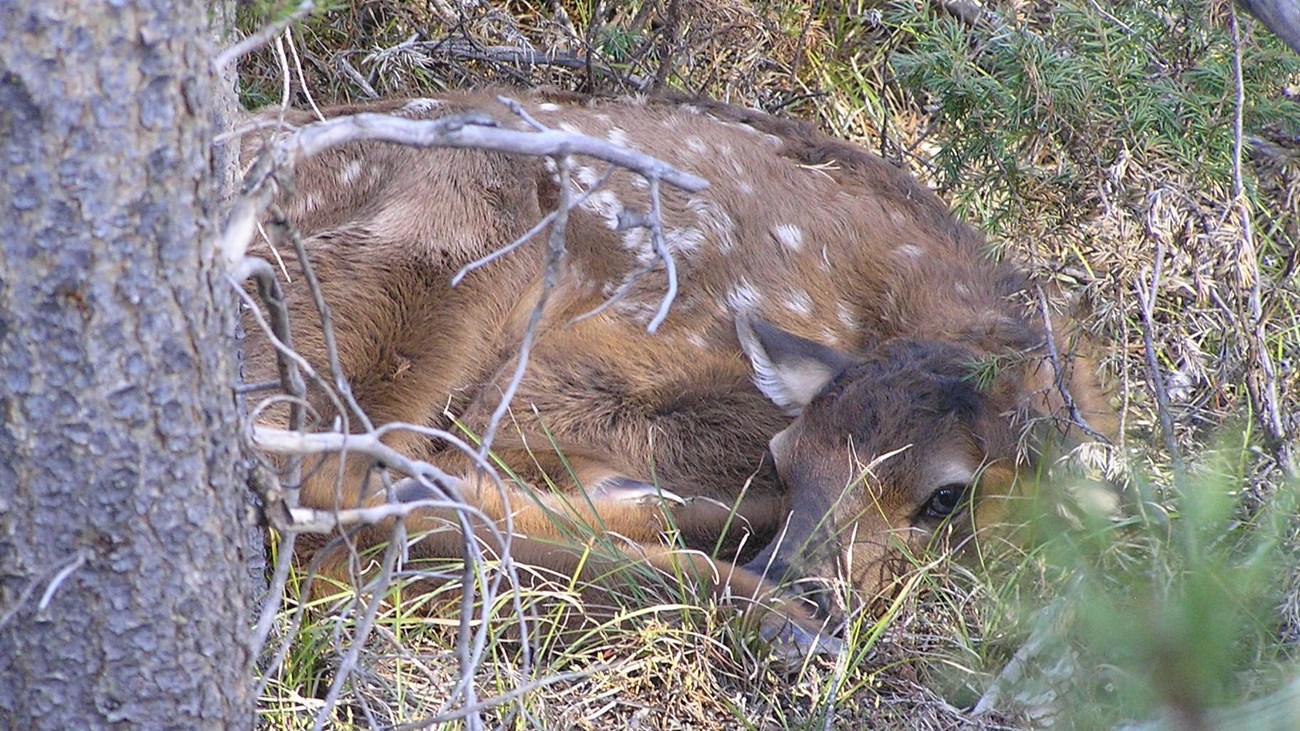 A small elk calf hides in the dense brush