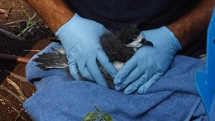 A petrel is held gently on the lap by a gloved vet 