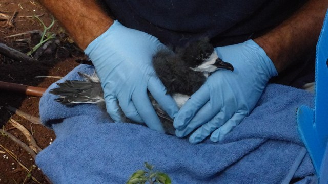 A petrel is held gently on the lap by a gloved vet