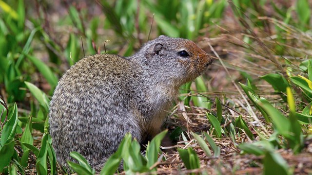 A ground squirrel om search for food in the green grass