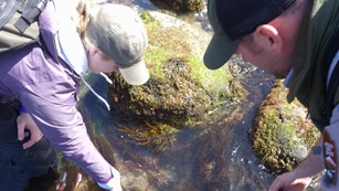 Cabrillo National Monument hosted the first BioBlitz of 2016