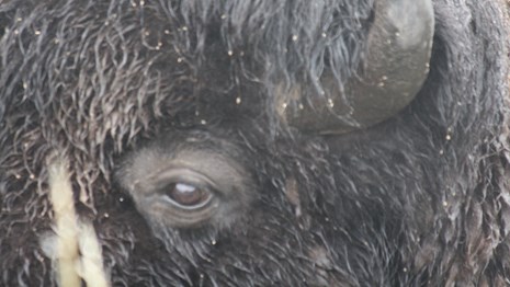 Close up of a bison eye