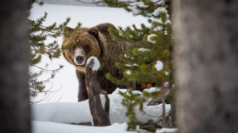 A grizzly bear in the snow, looking out from behind a tree