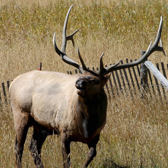A large bull elk standing in front of a wooden fence