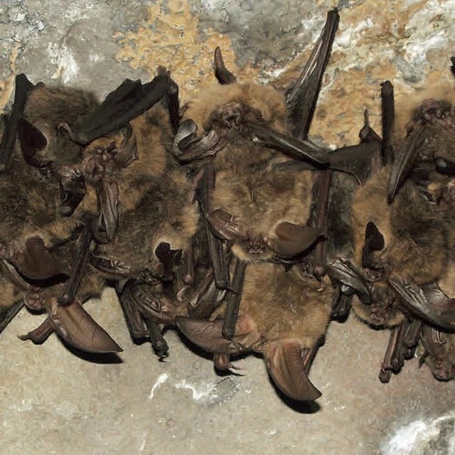A cluster of roosting bats