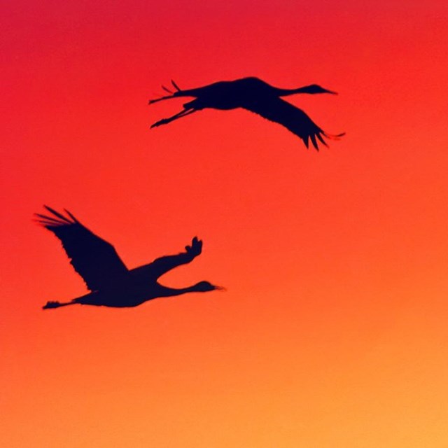Silhouettes of four Sand-hill cranes fly through an orange and yellow sky