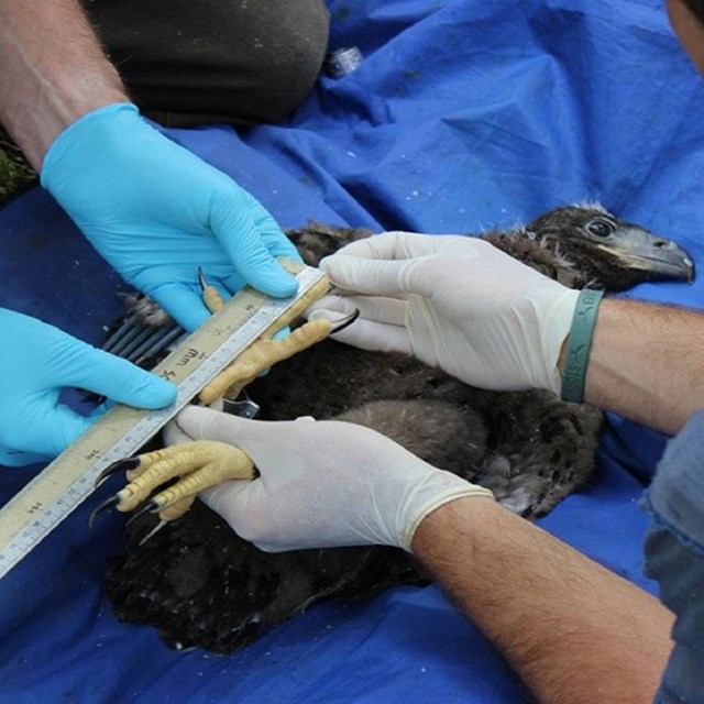Gloved scientists hold a ruler next to a bird's feet