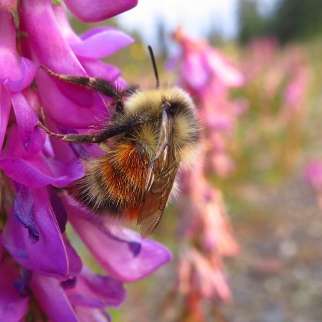 A fuzzy yellow bee on a bright pink flower