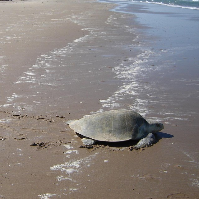A sea turtle heading for the ocean across some wet sand