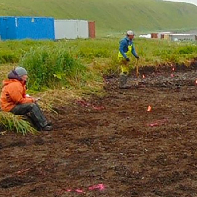 Archeologists work on coastal cleared lot.