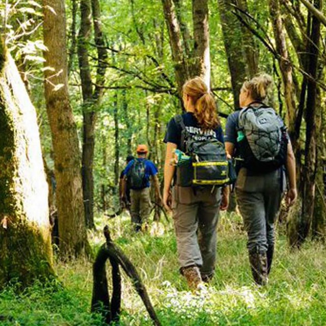 People hiking through the woods. 