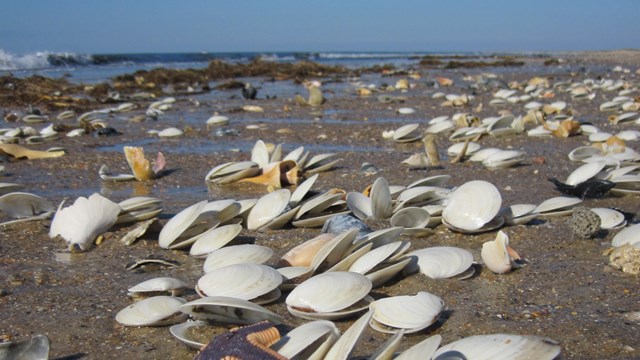 Shells and seastars cover a beach 