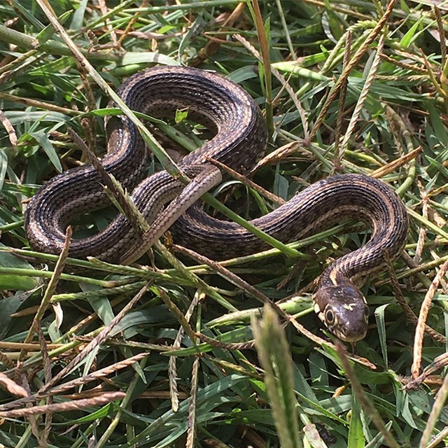 snake laying in grass