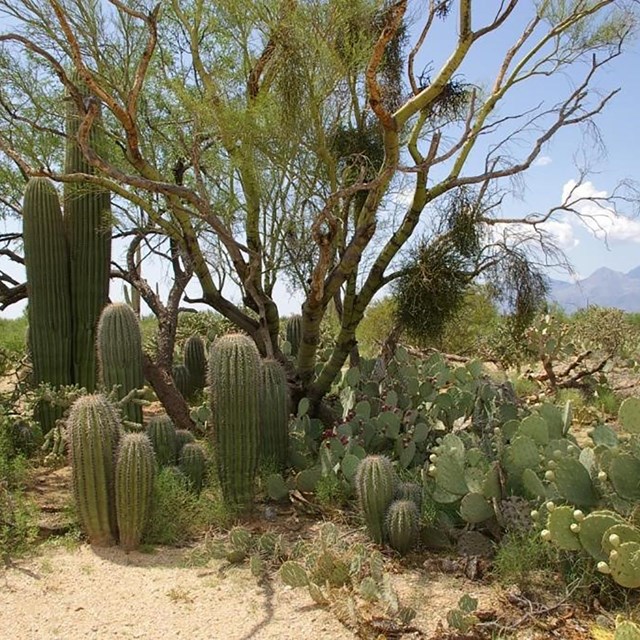 group of cactuses in desert landscape