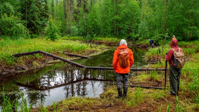 Two scientists surveying a river in a forest.