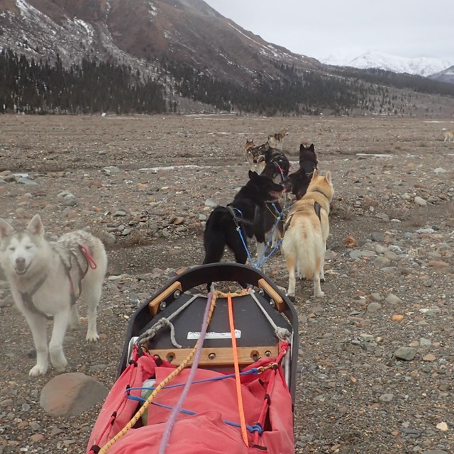 Sled dogs run out of snow travelling back to their kennel in Denali.
