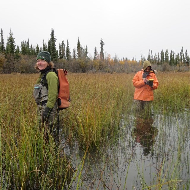 A crew surveys for elodea in a wetland.