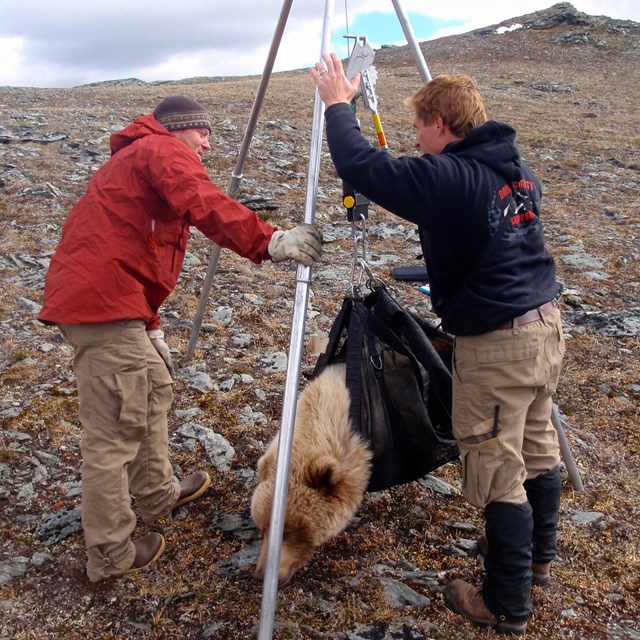 Two researchers weigh a brown bear.