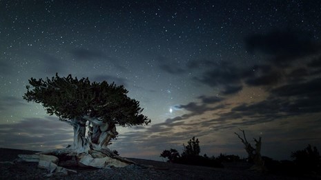 Bristle cone pine with colorful night sky in Great Basin National Park