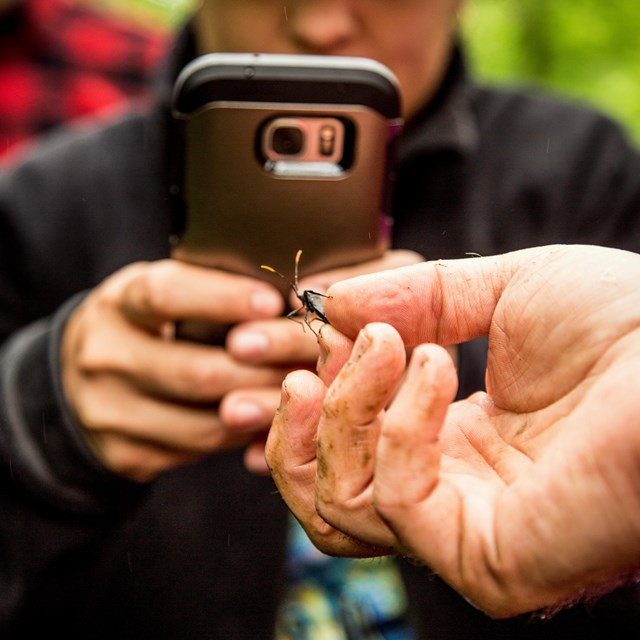 Park visitor taking a photo of a bug with a smart phone