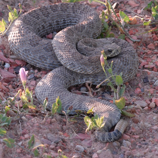Rattlesnake in a defensive posture