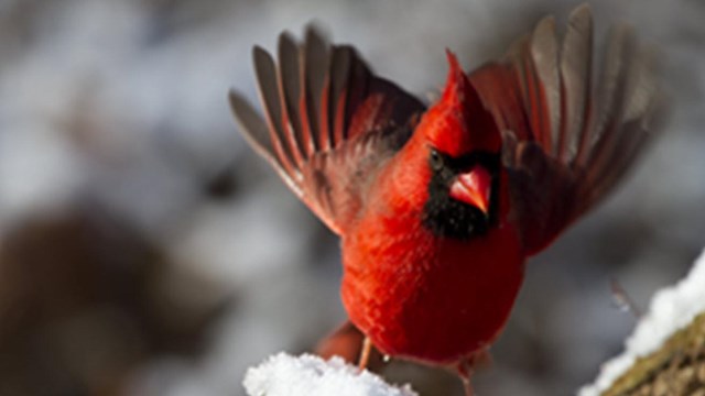 Male Northern Cardinal alighting on a snowy stump