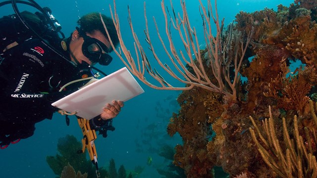 Biologist taking notes underwater, in scuba gear, observing coral