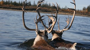 caribou swimming the Kobuk River