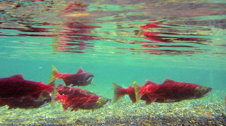 Coho salmon swimming in a river.