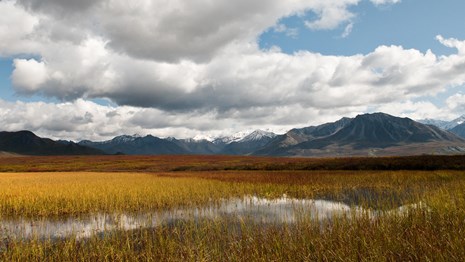 View looking out at wetlands in Denali National Park.