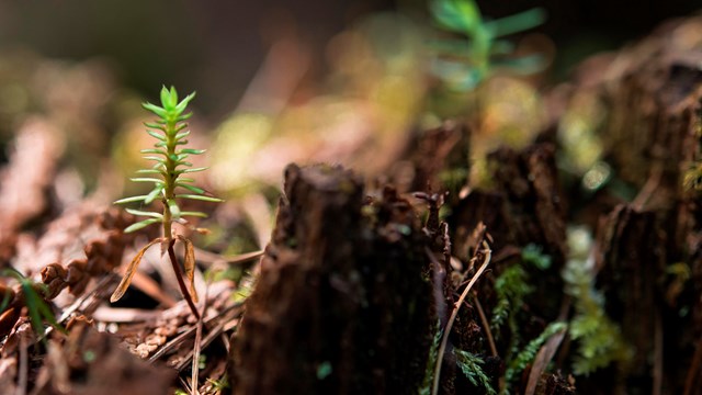 Tiny sprouting vegetation on the forest floor