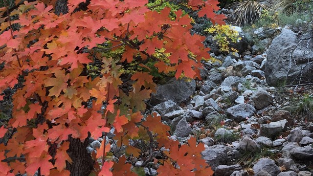 orange and red fall foliage and grey rocks