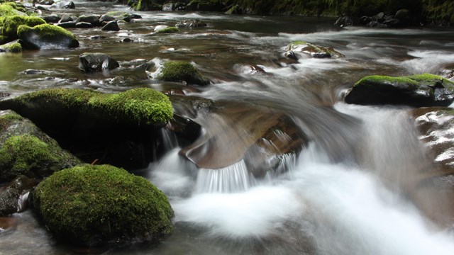 River at Olympic National Park