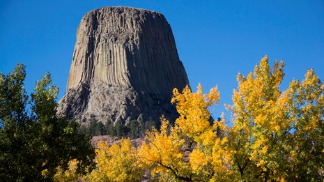 Photo of Devils Tower with columnar basalt, and fall yellow aspen in foreground.