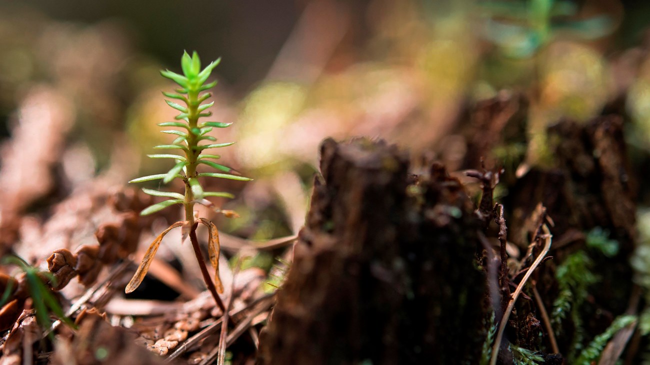 tiny sprouting vegetation on the forest floor