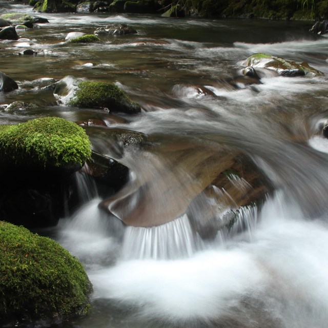 River at Olympic National Park