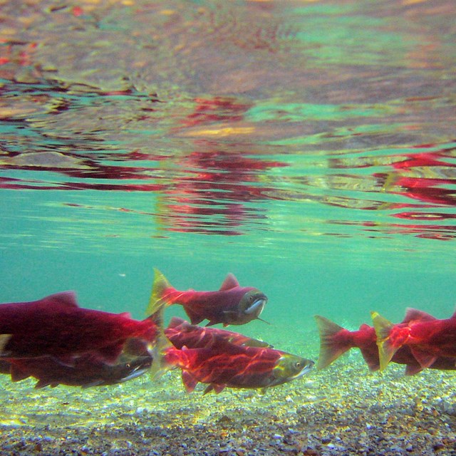 Coho salmon swimming in a river. 