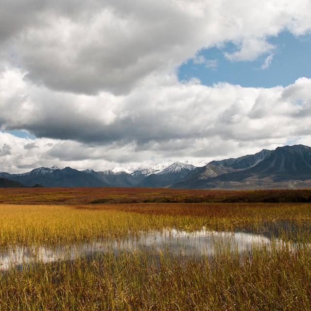 View looking out over wetlands at Denali National Park.