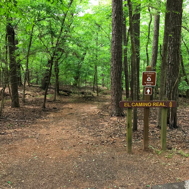 A trail leads into a densely vegetated shrub forest.