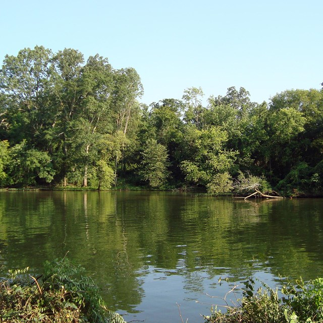 A calm river with thickly vegetated banks.
