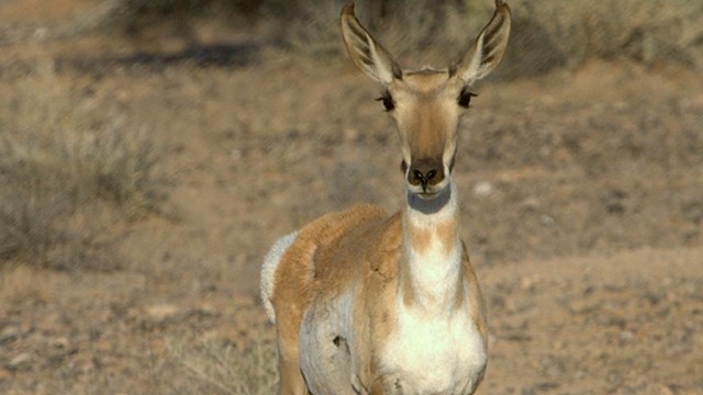 antelope in desert