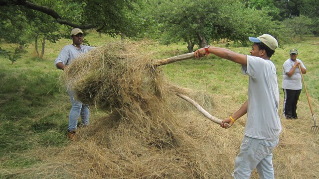 A group of three young people cut hay with traditional hand tools. 