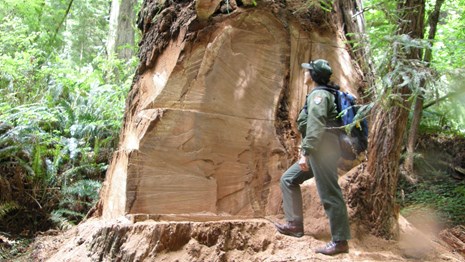 A park biologist stands next to a massive coastal redwood tree damaged by burl poachers.