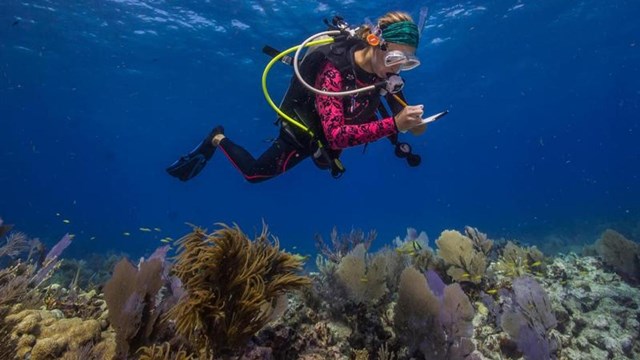 Biscayne underwater VI 7 of 20