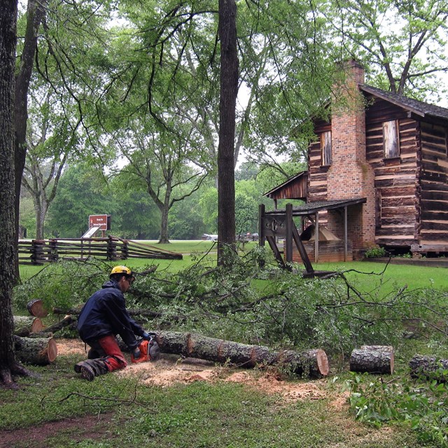 A person uses a chainsaw to cut a fallen tree into smaller logs near a log cabin