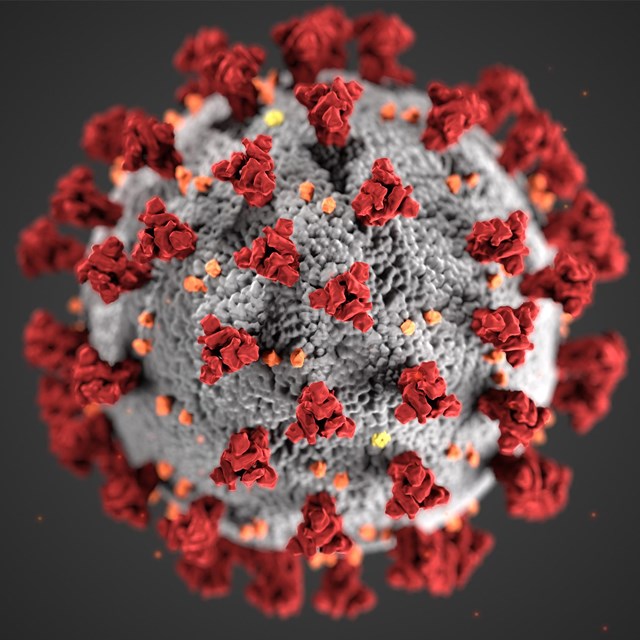 Image of the novel corona virus showing characteristic spikes on outer surface. Created by CDC.