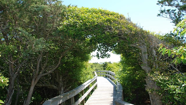 Summary of study design and data collected at Fire Island National Seashore, NY