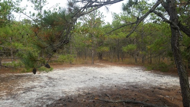 Summary of study design and data collected at Assateague Island National Seashore, MD
