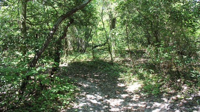 Summary of study design and data collected at Sandy Hook Unit, Gateway National Recreation Area, NJ